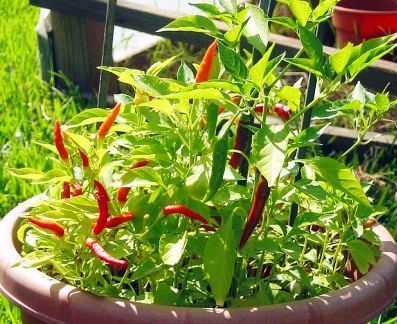 birdseye pepper image